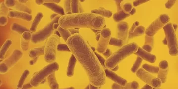 Бактериурия бактерии в моче | фото