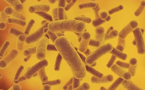 Бактериурия бактерии в моче | фото