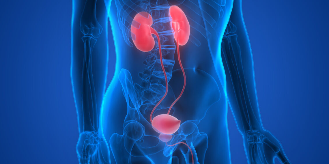3D Illustration of Human Body Organs (Kidneys)